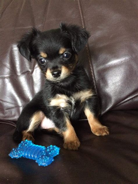 Yorkie Chihuahua Dachshund Puppies - Pets Lovers