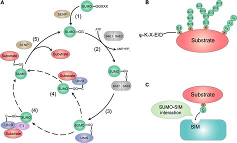 Frontiers Regulation Of Sumoylation On Rna Metabolism In Cancers