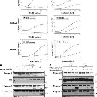 Bortezomib Enhances Trail Induced Apoptosis In Resistance Hcc Cells A