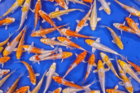 Variety Koi And Butterfly Koi Mixes Blue Ridge Koi And Goldfish