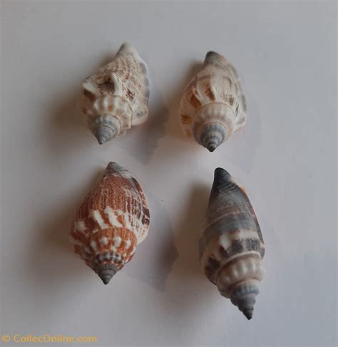 Strombus Urceus Shells Fossils Gastropoda Strombidae