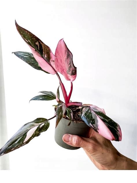 Philodendron Pink Princess Marble M Prince Cena Opinie Ro Liny