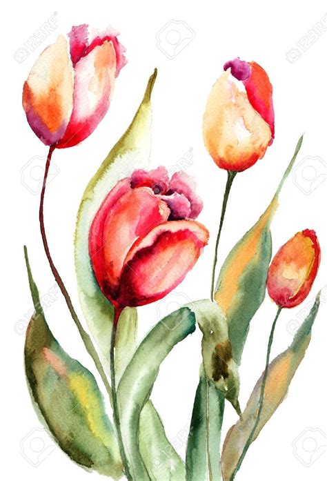 21203001 Tulips Flowers Watercolor Painting Stock Photo 8831300