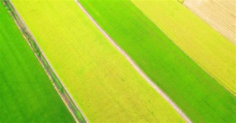 4k Aerial Wide View Of Beautiful Green Rice Fields In The Rural Of