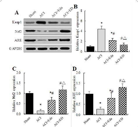 Evaluation Of The Expressions Of Keap1 Nrf2 And ARE In Brain Tissues