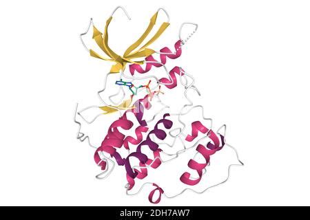 Structure of cyclin-dependent kinase 2 (CDK2, blue) in complex with ...