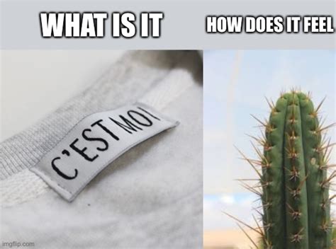 Image Tagged In Memes Funny Cactus Imgflip