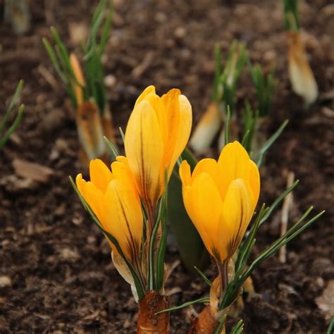 Crocus Flavus Golden Yellow