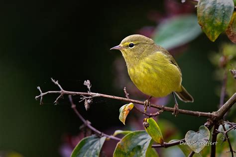 Orange Crowned Warbler Audubon Field Guide