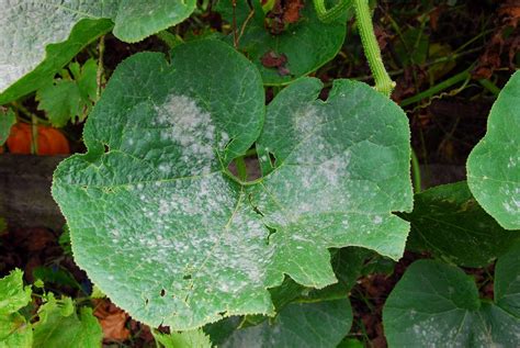 Comment lutter naturellement contre loïdium