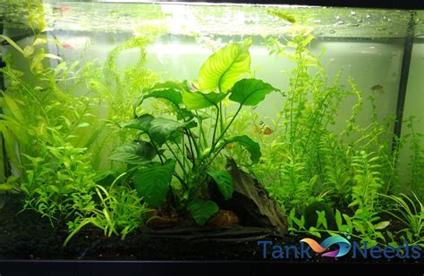 Best Floating Plants For Freshwater Aquariums Tank Needs