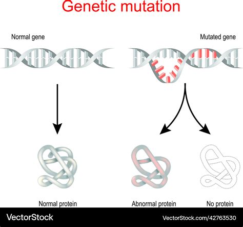 Genetic Mutation Normal Gene And Mutated Dna Vector Image