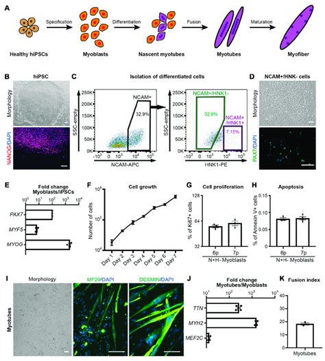 In Vitro Screening Platform For Myotube Formation Using Human