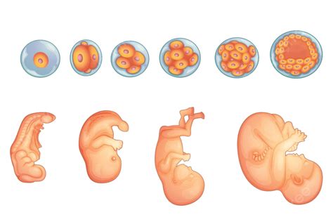 Stages In Human Embryonic Development Stage Eye Foetus Vector Stage