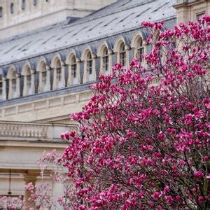 Spring In Paris At Palais Royal Pink Magnolias By Falling Off Bicycles