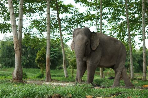 30 Animals Brought Back From The Brink Of Extinction Science Sensei