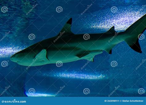 Big sharks in a fish tank stock image. Image of underwater - 263098911