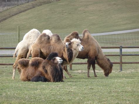 Longleat Safari Park March Alljengi Flickr