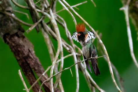 Foto Topetinho Vermelho Lophornis Magnificus Por Luiz S Pires Wiki