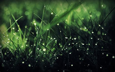 Wallpaper 1920x1200 Px Grass Macro Nature Water Drops 1920x1200