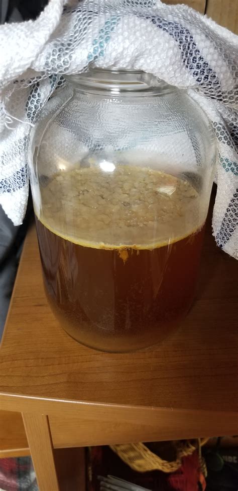 How Does My First Scoby Look Usable It Is Day 13 Of Growing It From