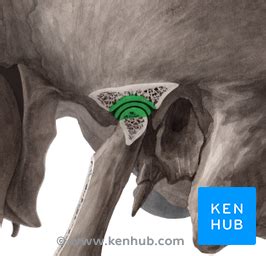 Kiefergelenk Anatomie Aufbau Muskeln Und Luxation Kenhub