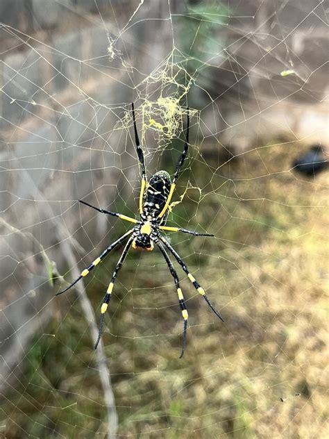 Banded Legged Golden Orb Web Spider From Melton Garden Estates Ec Za