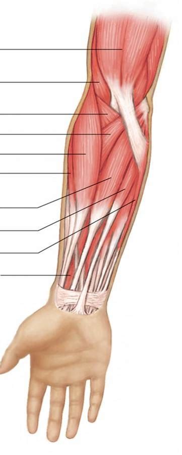 Arm And Forearm Muscles Diagram Quizlet