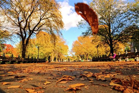 The Mall And Literary Walk Central Park N Y C Photograph By Nick Difi