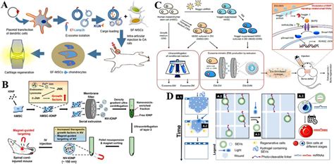 Engineered Extracellular Vesicle Ev Therapy A Schematic Illustration