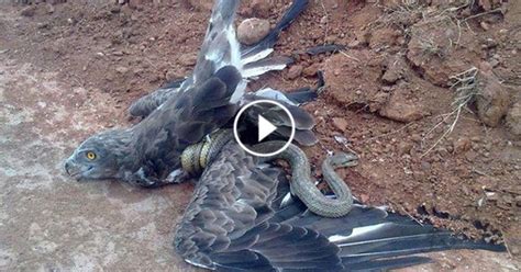 Eagle Attacks Snake Amazing Video ~ start news