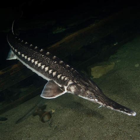 Starry Sturgeon Acipenser Stellatus Predatory Fins