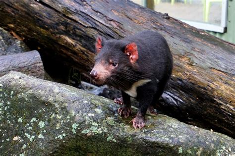 Tasmanian Devil Sound : Are Tasmanian Devils Dangerous, Maybe you would ...