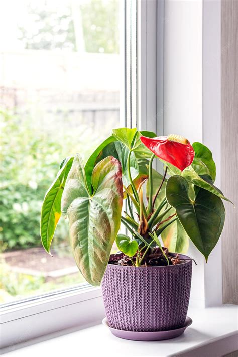 Premium Photo Leaves Diseases Of Anthurium Leaves Have Brown Spots