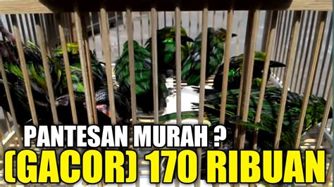 Wajar Murah Cucak Ijo Gacor Cuma Ribuan Padahal Bisa Laku Jutaan