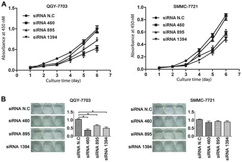 Sirna Mediated Knockdown Of Htde Retards Cell Cycle Progression