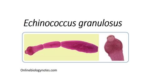 Echinococcus Multilocularis Morphology