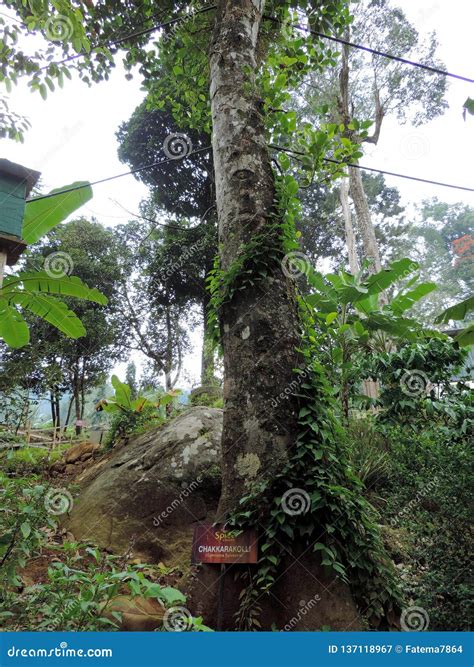 Gymnema Sylvestre Tree In Spice Garden In Munnar Kerala India Editorial Photography Image Of