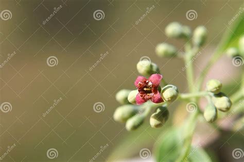 Macro Of The Inflorescence Of Santalum Album Indian Sandal Wood Tree