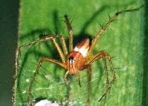 Lynx Spider | Spiderzrule | Australia