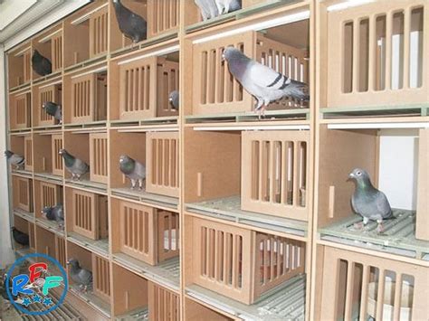 Pigeon Loft Design Ideas And Pigeon Loft Plan Pigeon Loft Pigeon