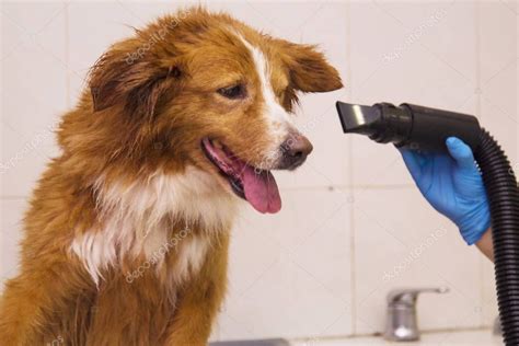 Drying Hair Dog Hair Dryer Dogs Hairdresser — Stock Photo © tetxu ...