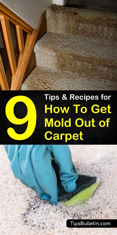 Amazing Ways To Get Mold Out Of Carpet