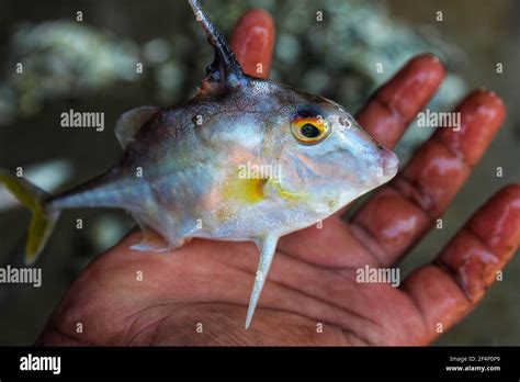 Beautiful Tripod Fish Or Helicopter Fish In Hand In Indian Fish Market