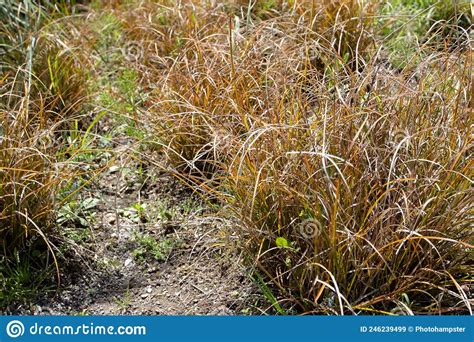 Carex Testacea Of Nieuw Zeeland Hair Sedge Of Orange Sedge Ornamal