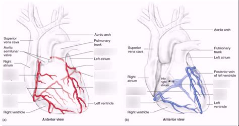 Coronary Artery And Vein Diagram Quizlet