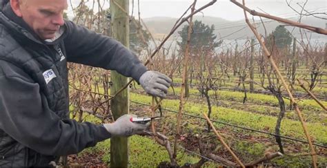 How to prune a grapevine - Holm Oak Vineyards