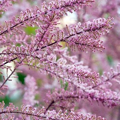 Online Bomen Kopen Bestel Uw Bomen Direct Bij De Kweker Garden