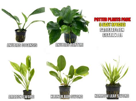 Plant Bundles Archives Aquarium Plants For Sale Aquariumplantsclub