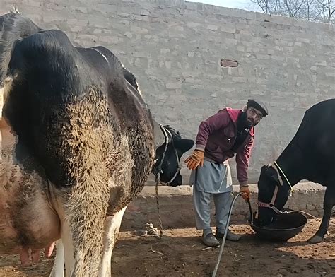 hafiz bhai dairy life